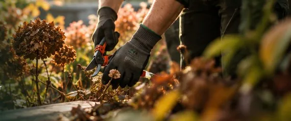 Hovenier met werkhandschoenen knipt uitgebloeide hortensia’s terug in het najaarslicht